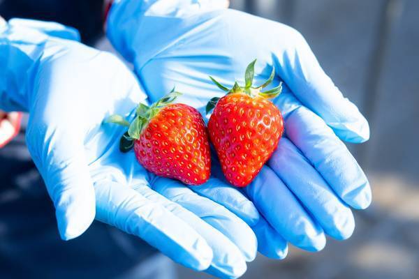 近鉄百貨店が自社栽培した 近鉄いちご「はるかすまいる」あべのハルカス近鉄本店にて12月６日（水）販売開始