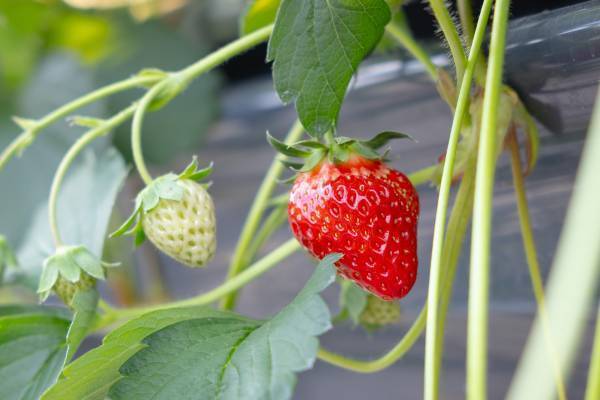 近鉄百貨店が自社栽培した 近鉄いちご「はるかすまいる」あべのハルカス近鉄本店にて12月６日（水）販売開始