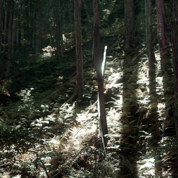 廃棄される香木「クロモジ」で森林保全と人々の健康、安眠、美容に役立つライフスタイルブランド『FOREIGE』誕生！12月12日よりFor Goodでクラウドファンディングを開始