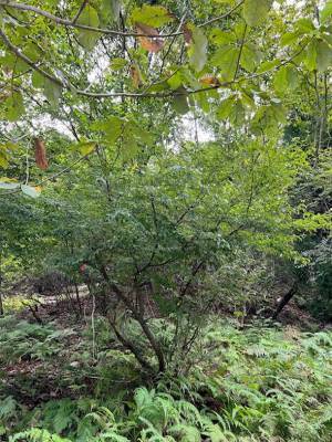 廃棄される香木「クロモジ」で森林保全と人々の健康、安眠、美容に役立つライフスタイルブランド『FOREIGE』誕生！12月12日よりFor Goodでクラウドファンディングを開始