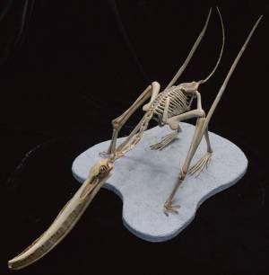 「オダイバ恐竜博覧会2024 ー福井から“ヤツラ”が新幹線でやってくる！ー」2024年春、オダイバは“春のスピノサウルスまつり”だ！世界初公開！全長15M！新作・ライフサイズのスピノサウルスロボットフジテレビ球体展望室に降臨！日本初公開！スピノサウルスの化石標本の展示が決定！