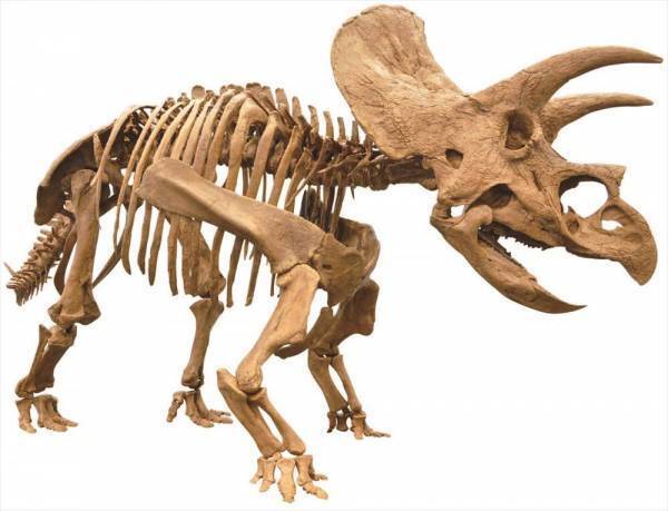 「オダイバ恐竜博覧会2024 ー福井から“ヤツラ”が新幹線でやってくる！ー」2024年春、オダイバは“春のスピノサウルスまつり”だ！世界初公開！全長15M！新作・ライフサイズのスピノサウルスロボットフジテレビ球体展望室に降臨！日本初公開！スピノサウルスの化石標本の展示が決定！