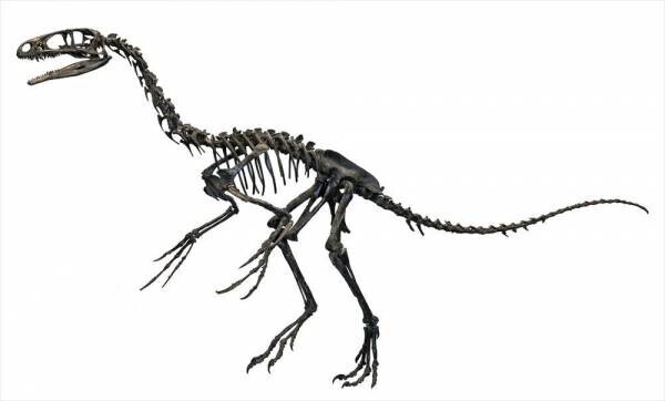 「オダイバ恐竜博覧会2024 ー福井から“ヤツラ”が新幹線でやってくる！ー」2024年春、オダイバは“春のスピノサウルスまつり”だ！世界初公開！全長15M！新作・ライフサイズのスピノサウルスロボットフジテレビ球体展望室に降臨！日本初公開！スピノサウルスの化石標本の展示が決定！