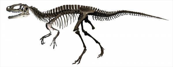 「オダイバ恐竜博覧会2024 ー福井から“ヤツラ”が新幹線でやってくる！ー」2024年春、オダイバは“春のスピノサウルスまつり”だ！世界初公開！全長15M！新作・ライフサイズのスピノサウルスロボットフジテレビ球体展望室に降臨！日本初公開！スピノサウルスの化石標本の展示が決定！