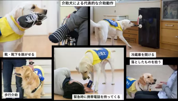 日本介助犬協会が12月31日(日)23時59分まで「ふるさと納税を活用したクラウドファンディング」を実施　～募集期間終了まで残りわずか～