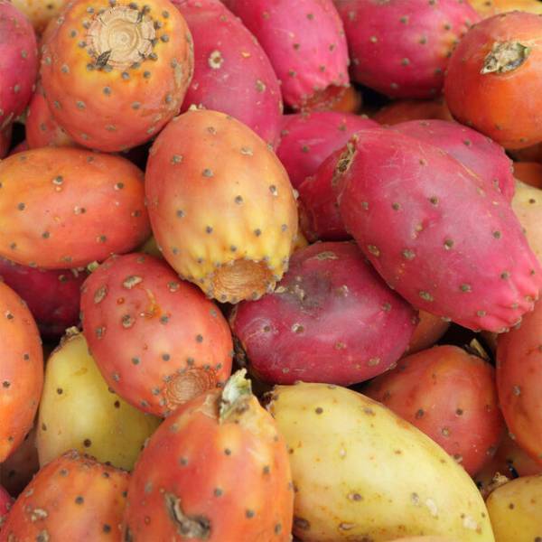 モロッコ珠玉のエイジングケア美容オイル「ウチワサボテンオイル」シリーズ累計販売数が20万本を突破！