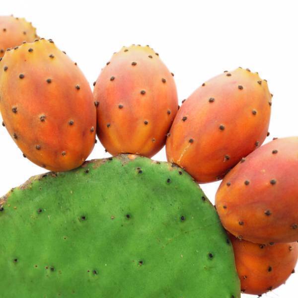 モロッコ珠玉のエイジングケア美容オイル「ウチワサボテンオイル」シリーズ累計販売数が20万本を突破！