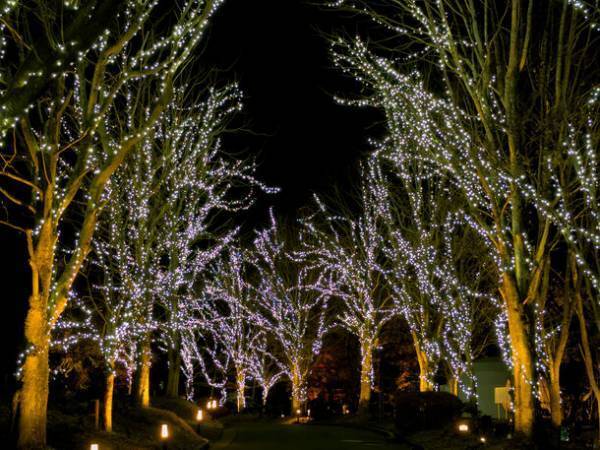 おかげさまで1周年をむかえることができました。オープン1周年限定プラン予約販売開始(またやっちゃいます！)グランピング×イルミネーション【ブリリアントヴィレッジ日光】