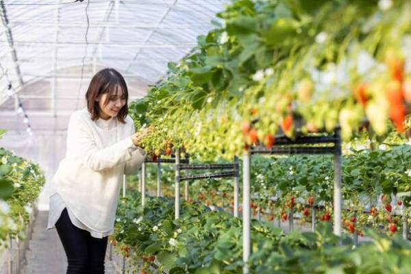 小諸で冬だから楽しめるウインターアクティビティ　こもろ観光局ホームページで公開　～長野県小諸市で忘れられない冬の体験～