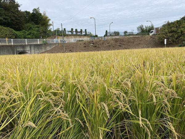 FSX田んぼオーナーとして天神米を初収穫！収穫米の一部を国立市内の「子ども食堂」へ寄付