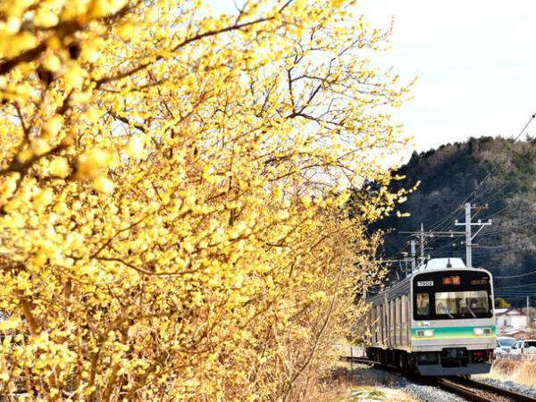 秩父鉄道で元日から数量限定販売　2024年の干支『辰』イラスト入り「開運記念入場券」　