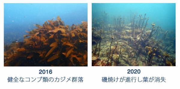 地球温暖化対策への希望、ブルーカーボンの大規模調査に向けたクラウドファンディングを開始
