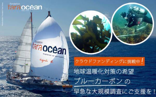 地球温暖化対策への希望、ブルーカーボンの大規模調査に向けたクラウドファンディングを開始
