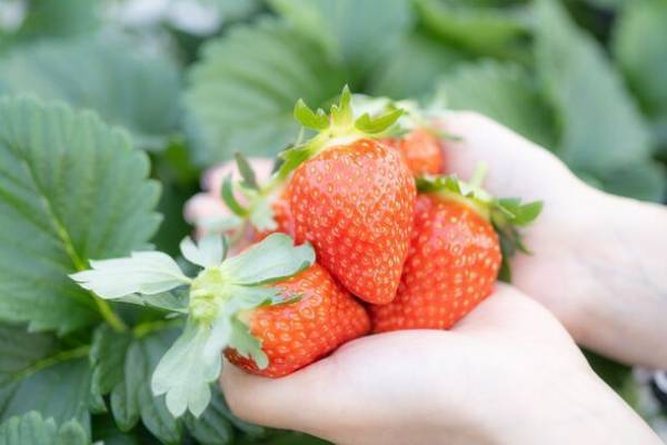 奈良県明日香村の“あすかルビー”を楽しめる！いちご狩りパークの開園といちごのデザートフェア開始が決定