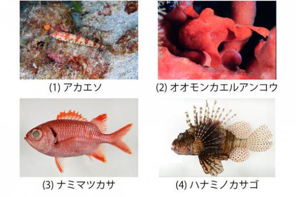 特別展「海―生命のみなもと―」の名古屋展が2024年3月16日(土)より名古屋市科学館で開催
