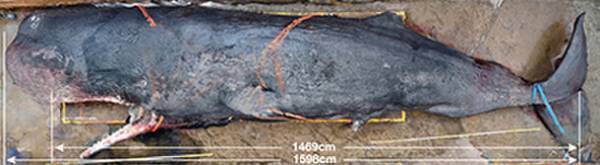 特別展「海―生命のみなもと―」の名古屋展が2024年3月16日(土)より名古屋市科学館で開催