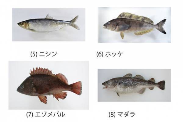 特別展「海―生命のみなもと―」の名古屋展が2024年3月16日(土)より名古屋市科学館で開催