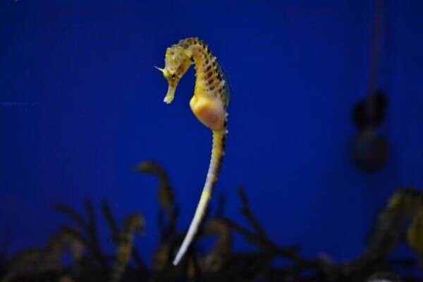 生きている深海生物に間近でふれる！学ぶ！「しな水の深海生物展2024～グソくんの深海ツアー～」開催