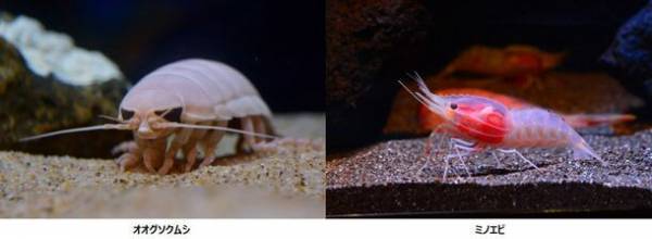 生きている深海生物に間近でふれる！学ぶ！「しな水の深海生物展2024～グソくんの深海ツアー～」開催