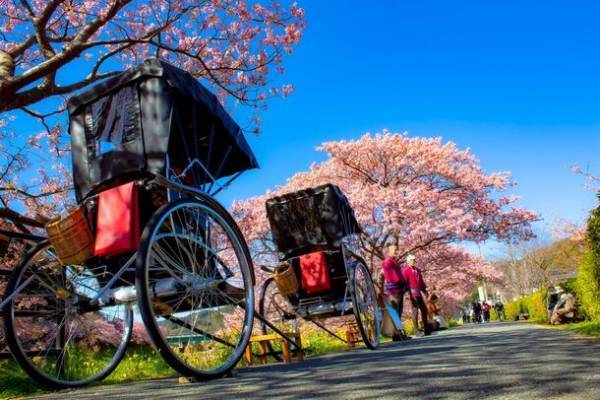 伊豆に春の訪れを告げる早咲き桜の祭典「河津桜まつり」と「みなみの桜と菜の花まつり」をめぐる小田原駅発の日帰りバスツアーを12月21日(木)に販売開始