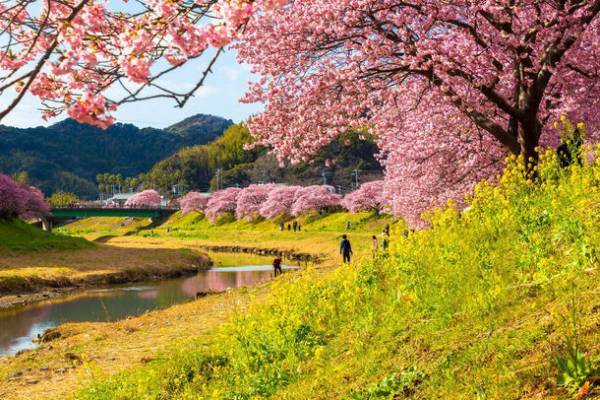 伊豆に春の訪れを告げる早咲き桜の祭典「河津桜まつり」と「みなみの桜と菜の花まつり」をめぐる小田原駅発の日帰りバスツアーを12月21日(木)に販売開始