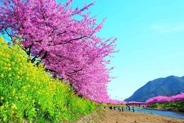 伊豆に春の訪れを告げる早咲き桜の祭典「河津桜まつり」と「みなみの桜と菜の花まつり」をめぐる小田原駅発の日帰りバスツアーを12月21日(木)に販売開始