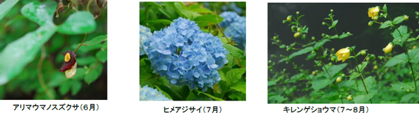 六甲高山植物園『牧野の足あと ～博士と関西の仲間たち～』開催決定 2024年3月16日(土)～8月18日(日)