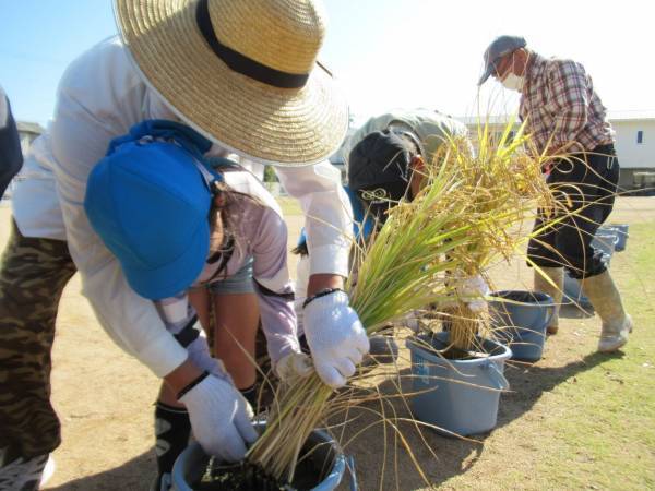 身近な場所で食育体験「バケツ稲づくり」今回は教育委員会の取りまとめで送料無料に！