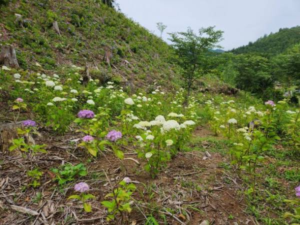 京都洛北『花宝苑』令和6年特別公開日程を発表　さくらまつり・鯖寿司大博覧会・あじさいまつり