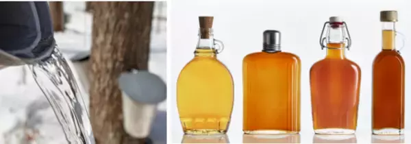 ケベック・メープルシロップ生産者協会、メープルシロップを特集したNHK総合「あしたが変わるトリセツショー」に協力　～2024年1月11日(木)19:57～20:43放映～