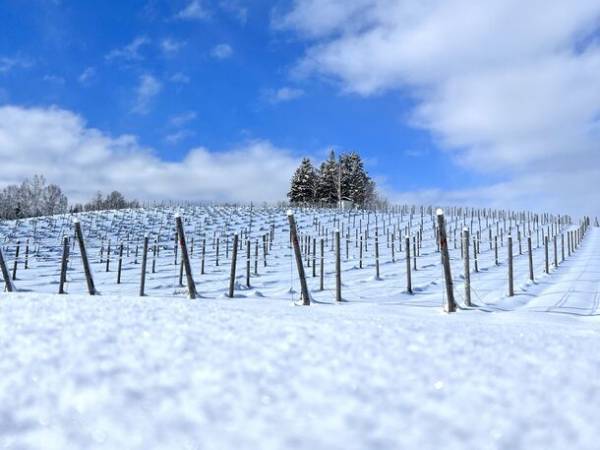 冬の“富良野”を満喫！「農・スノー」に注目した新たな2つのツアーを2月より開催！～ワイナリーツアー＆フォトツアー～