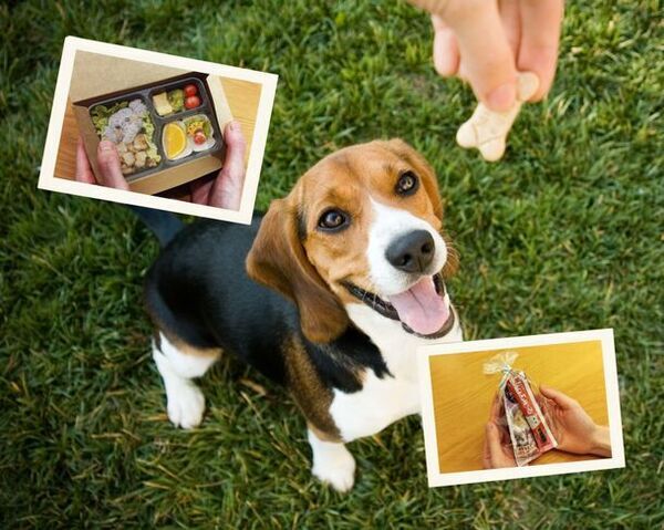 虹の橋のうちの子へ「愛するペットの供養祭」3月3日(日)に開催！