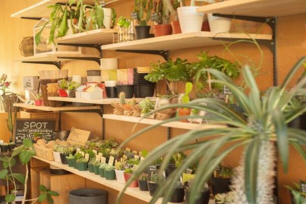 目指すは新しい形の公民館！多肉・観葉植物のお店SPOTが第1回「SPOT PARTY」を1月27(土)・28(日)に開催