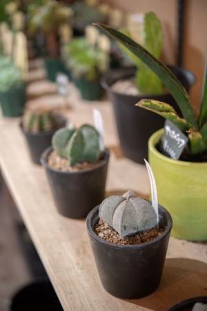 目指すは新しい形の公民館！多肉・観葉植物のお店SPOTが第1回「SPOT PARTY」を1月27(土)・28(日)に開催