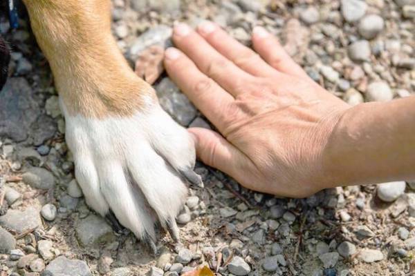 まなヴィソン第6弾　aniTERRACE×kiond　三重県・日本最大級の商業リゾート「VISON」内愛犬健康チェックと森散歩イベント1月27日(土)開催　～ どうぶつの命を学ぶ体験プログラム ～