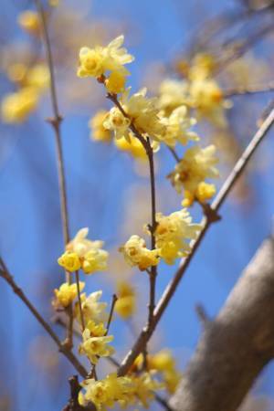 関東屈指ロウバイの名所「長瀞宝登山臘梅園(ロウバイ園)」　1月中旬～2月下旬の見頃時期にライトアップやハイキング等を実施