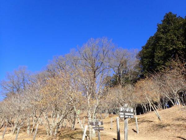 関東屈指ロウバイの名所「長瀞宝登山臘梅園(ロウバイ園)」　1月中旬～2月下旬の見頃時期にライトアップやハイキング等を実施