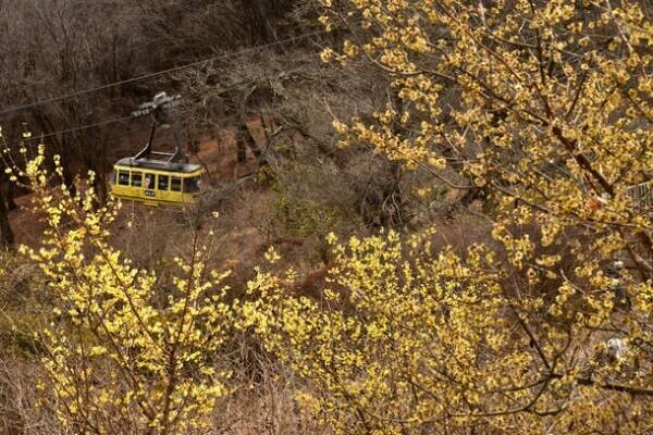 関東屈指ロウバイの名所「長瀞宝登山臘梅園(ロウバイ園)」　1月中旬～2月下旬の見頃時期にライトアップやハイキング等を実施