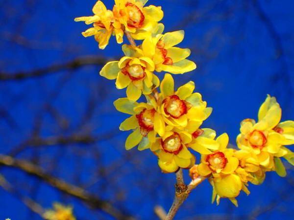 関東屈指ロウバイの名所「長瀞宝登山臘梅園(ロウバイ園)」　1月中旬～2月下旬の見頃時期にライトアップやハイキング等を実施