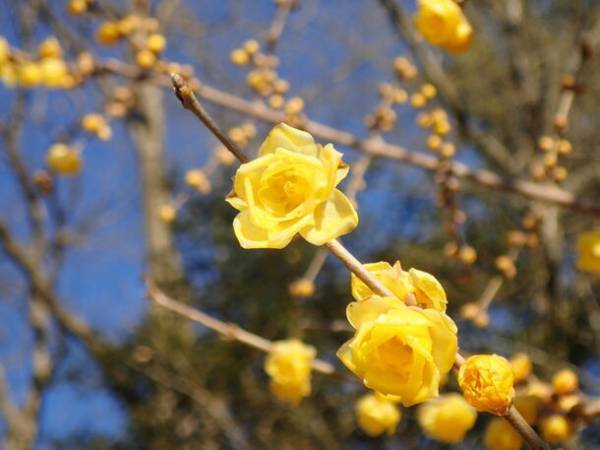 関東屈指ロウバイの名所「長瀞宝登山臘梅園(ロウバイ園)」　1月中旬～2月下旬の見頃時期にライトアップやハイキング等を実施