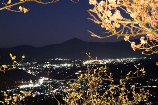 関東屈指ロウバイの名所「長瀞宝登山臘梅園(ロウバイ園)」　1月中旬～2月下旬の見頃時期にライトアップやハイキング等を実施