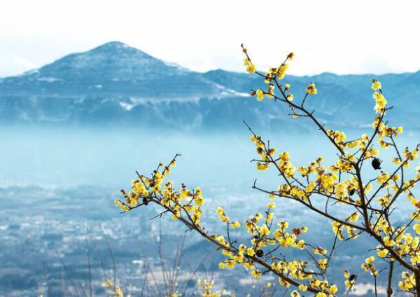 関東屈指ロウバイの名所「長瀞宝登山臘梅園(ロウバイ園)」　1月中旬～2月下旬の見頃時期にライトアップやハイキング等を実施
