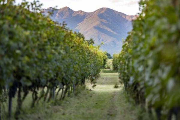 山梨県北杜市が地元産ワインの魅力をPRするサイトをオープン　ソムリエとぶどう畑を巡るメディア向けツアーも実施