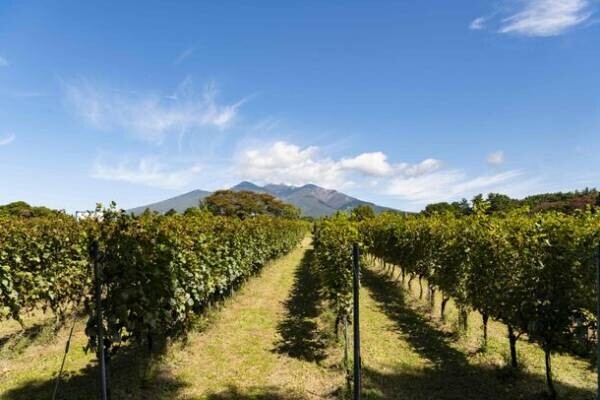 山梨県北杜市が地元産ワインの魅力をPRするサイトをオープン　ソムリエとぶどう畑を巡るメディア向けツアーも実施