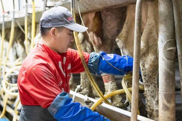 北海道初、クロワッサンベーグル店を北海道の酪農家がオープン！“生乳と一緒に食べるベーグル”がコンセプトの新食感のベーグル