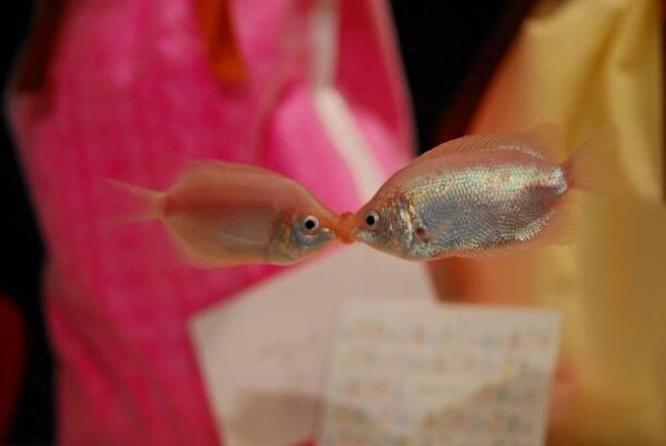 「しな水のバレンタイン＆ホワイトデー2024」を2/1より開催！～毎年人気の“キッシンググーラミィ”を特別展示～