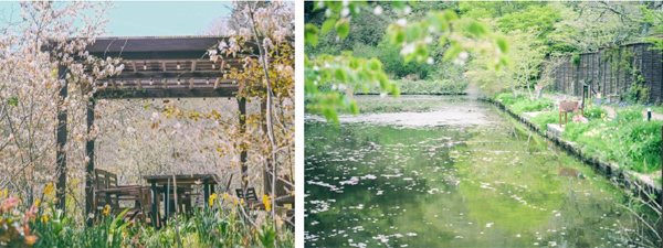 ROKKO森の音ミュージアムSIKIガーデンSpring Season六甲山の花と新緑の季節到来2024年3月16日（土）～5月6日（月祝）