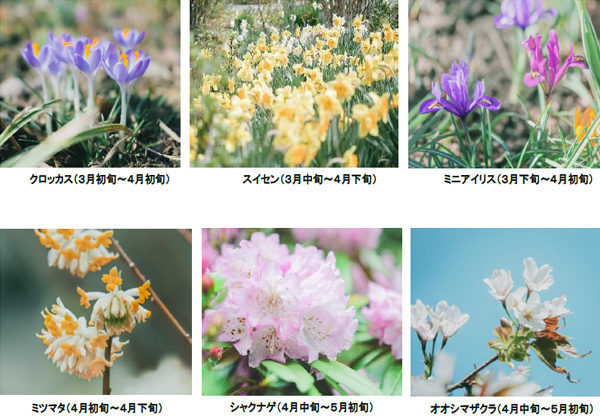 ROKKO森の音ミュージアムSIKIガーデンSpring Season六甲山の花と新緑の季節到来2024年3月16日（土）～5月6日（月祝）