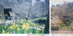 ROKKO森の音ミュージアムSIKIガーデンSpring Season六甲山の花と新緑の季節到来2024年3月16日（土）～5月6日（月祝）