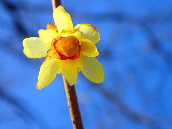 ロウバイの名所「長瀞宝登山臘梅園(ろうばいえん)」が2月に見頃　「イチローズモルト長瀞茶室BAR」も期間限定で営業